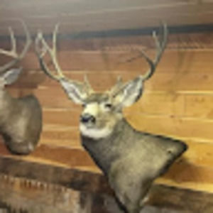 Meet your Posher, Joe